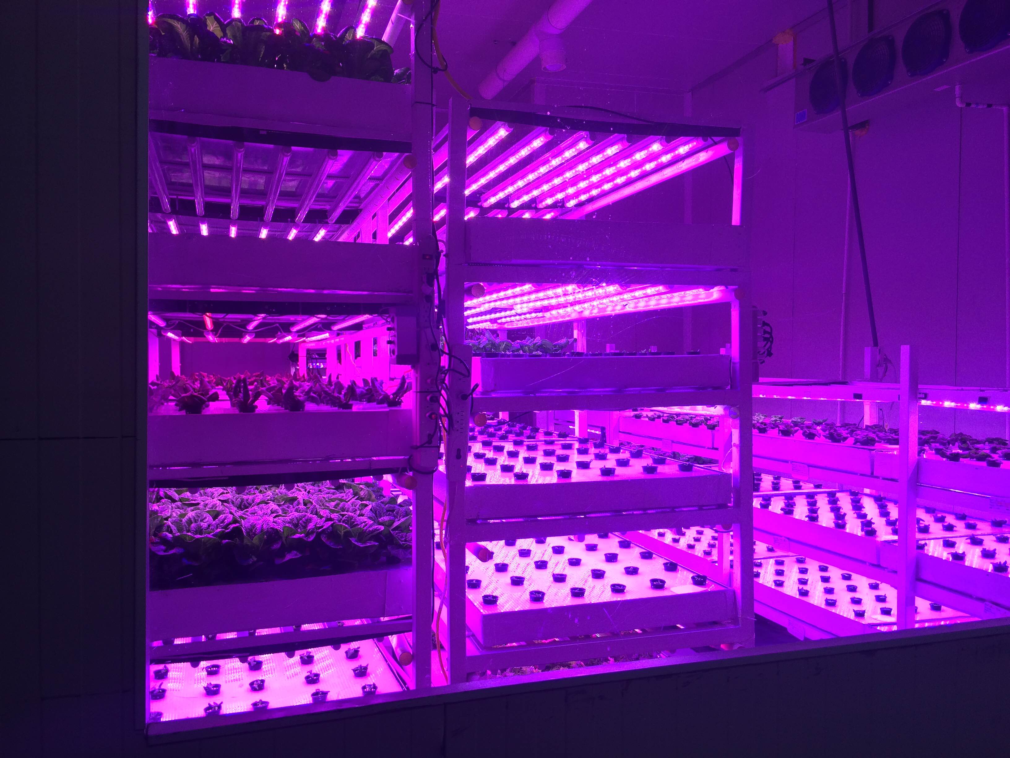 A view of the pallets of lettuce vertically stacked and in a controlled environment, at Urban Farms.